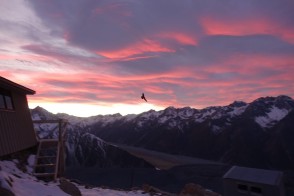 Wrapped up the summer season with one last epic mission up to Ball Pass and Kaitiaki Peak! 🏔️☀️
Bluebird skies, rugged ridgelines, and those unreal views of Aoraki ⛰️🌄 no better way to finish off the alpine trekking season. Thanks to everyone who joined us for the adventure!
Now it’s time to swap hiking boots for skis 🎿❄️ winter’s calling, and the mountains are about to get a fresh layer of magic. See you out there!
📸 @sooji_hopes
#BallPass #AorakiMountCook #AlpineTrek #SouthernAlpsNZ #EndOfSummer #WinterAdventures #BackcountryNZ #GuidedTrek #AlpineRecreation The Best Day Hikes & Walking Trails in Aoraki Mount Cook - Ball Pass Summit Trek - #303